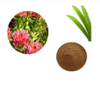 Best Price Natural Rhodiola Rosea Root Extract Powder Salidroside Supplier Anti-oxidation